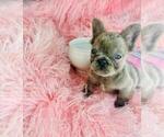 Small #20 French Bulldog