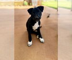 Small #1 Mutt