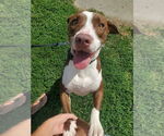 Small #3 Mountain Cur Mix