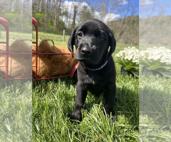 Medium Photo #1 Labrador Retriever Puppy For Sale in NEOLA, WV, USA