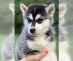 Small Photo #2 Siberian Husky Puppy For Sale in MORGANTOWN, IN, USA
