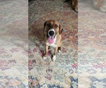 Small #1 Bloodhound