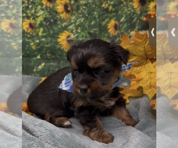 Medium Photo #7 Shorkie Tzu Puppy For Sale in SELLERSBURG, IN, USA