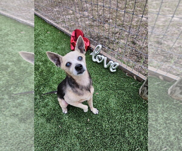 Medium Photo #2 Chihuahua-Unknown Mix Puppy For Sale in oakland, FL, USA