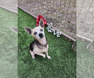 Peanut Butter - Male Chihuahua-Unknown Mix Dog for Adoption - Photo #2