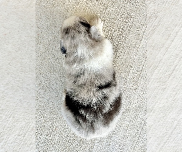 Medium Photo #6 Australian Shepherd Puppy For Sale in LODA, IL, USA