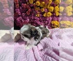 Puppy Heather Shih Tzu
