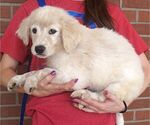Small #1 Miniature Labradoodle
