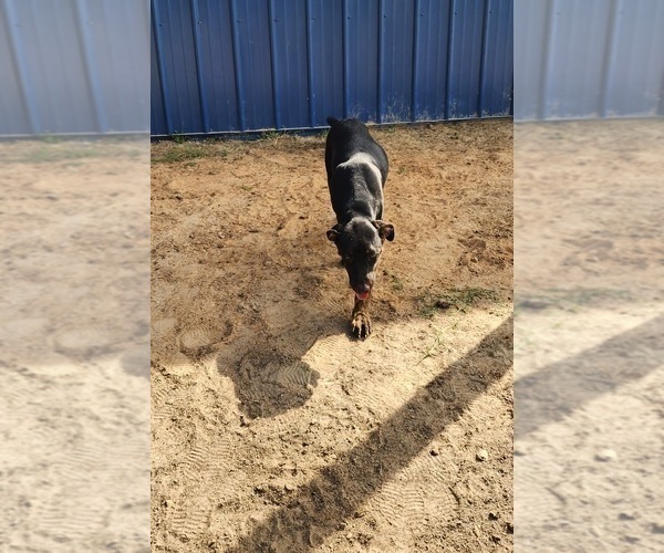 Medium Photo #14 Catahoula Leopard Dog Puppy For Sale in CUMBY, TX, USA