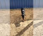 Small #13 Catahoula Leopard Dog