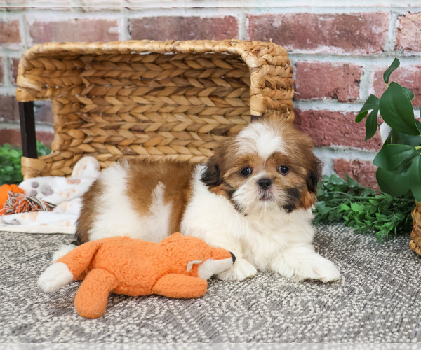Medium Photo #12 Shih Tzu Puppy For Sale in SYRACUSE, IN, USA