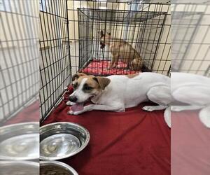 Black Mouth Cur-Unknown Mix Dogs for adoption in Texas City, TX, USA