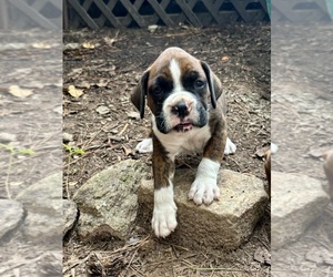Boxer Puppy for sale in ABBEVILLE, SC, USA