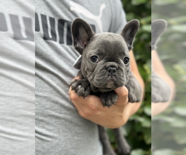 Medium Photo #3 French Bulldog Puppy For Sale in BROOKLYN, NY, USA