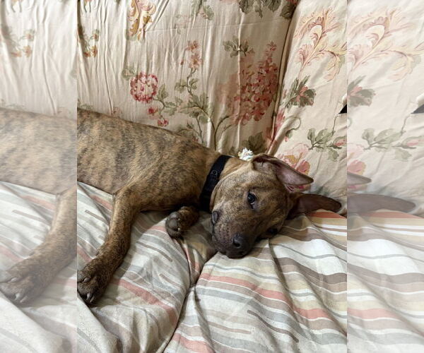 Medium Photo #8 Mutt Puppy For Sale in Philadelphia, PA, USA