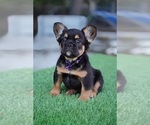 Small #7 French Bulldog