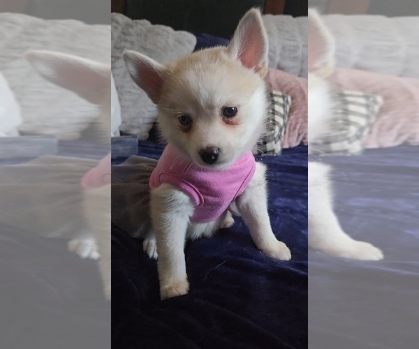 Medium Photo #191 Pomsky Puppy For Sale in LOVELAND, CO, USA