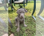 Puppy Apollo Labrador Retriever