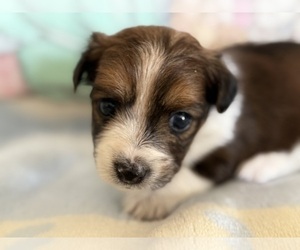 Yorkshire Terrier Puppy for sale in WILLISTON, SC, USA