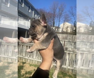 French Bulldog Puppy for Sale in BALTIMORE, Maryland USA