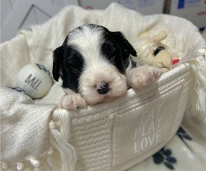 Miniature Bernedoodle Puppy for sale in SACRAMENTO, CA, USA