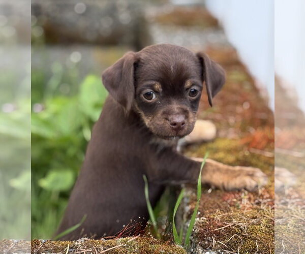 Medium Photo #1 Chihuahua-Unknown Mix Puppy For Sale in Bellevue, WA, USA