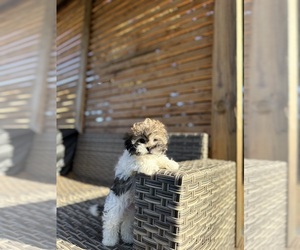 ShihPoo Puppy for sale in PORTLAND, OR, USA