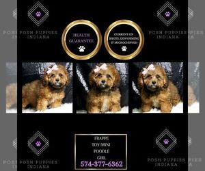Poodle (Toy) Puppy for sale in WARSAW, IN, USA
