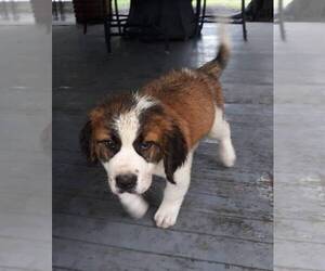 Saint Bernard Puppy for sale in COTTAGEVILLE, SC, USA
