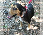 Small #7 Beagle