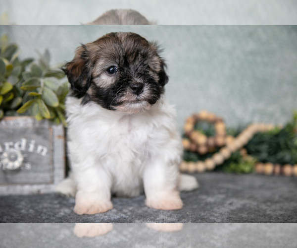 Medium Photo #9 Havanese Puppy For Sale in CLARE, MI, USA