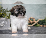 Small Photo #9 Havanese Puppy For Sale in CLARE, MI, USA