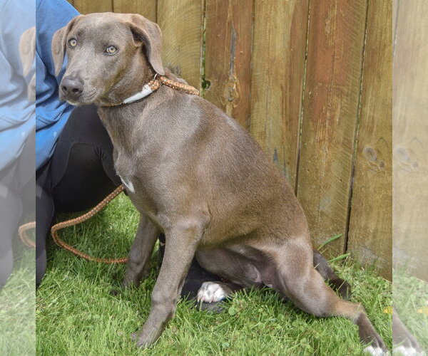 Medium Photo #3 Unknown-Weimaraner Mix Puppy For Sale in Huntley, IL, USA