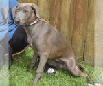 Small #2 Weimaraner Mix
