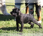 Small Photo #3 Schnauzer (Miniature) Puppy For Sale in Hatvan, Heves, Hungary
