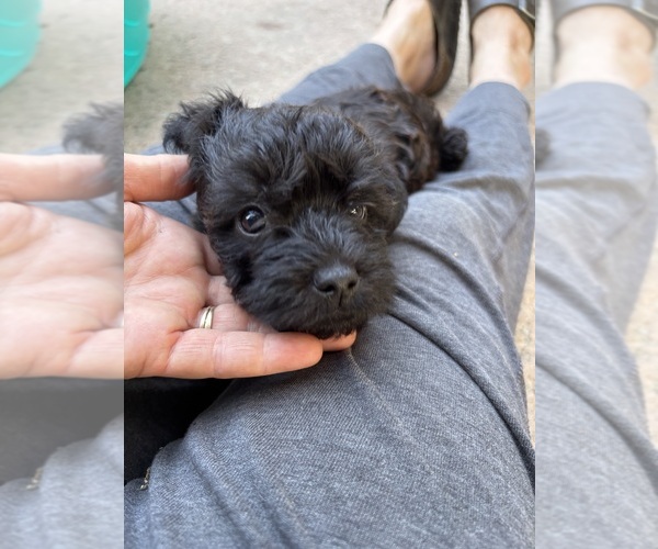 Medium Photo #11 Poocan Puppy For Sale in FAIR OAKS, CA, USA