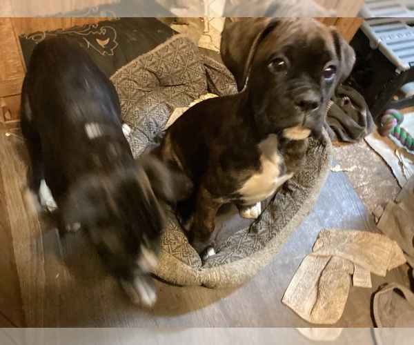 Medium Photo #2 Boxer Puppy For Sale in KAMILCHE, WA, USA