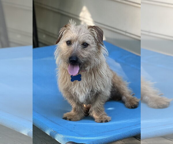 Medium Photo #1 Norfolk Terrier-Unknown Mix Puppy For Sale in Lakemont, GA, USA