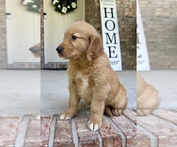 Medium Photo #13 Golden Retriever Puppy For Sale in GREENFIELD, IN, USA