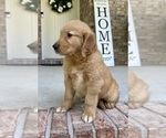 Small Photo #13 Golden Retriever Puppy For Sale in GREENFIELD, IN, USA