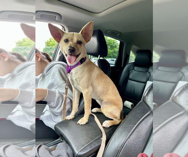 Medium Photo #25 Chihuahua-Labrador Retriever Mix Puppy For Sale in Brewster, NY, USA