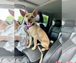 Small #24 Chihuahua-Labrador Retriever Mix