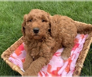 Goldendoodle Puppy for sale in SHIPSHEWANA, IN, USA