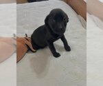 Small Photo #1 Labrador Retriever-Unknown Mix Puppy For Sale in Glenwood, GA, USA