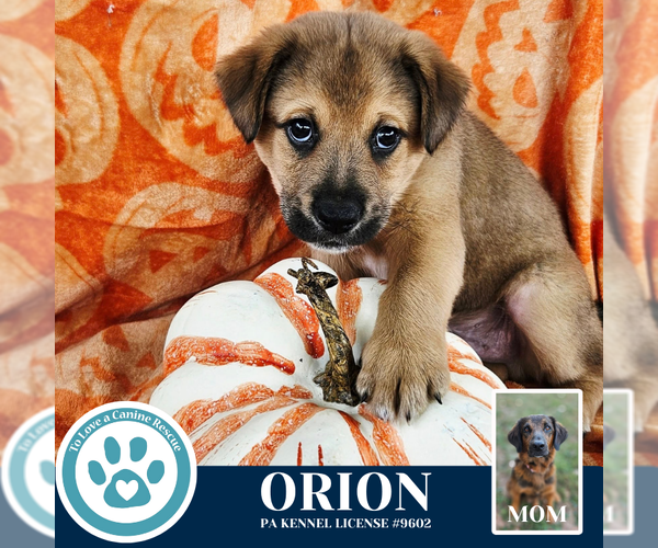 Medium Photo #2 Golden Retriever-Unknown Mix Puppy For Sale in Kimberton, PA, USA