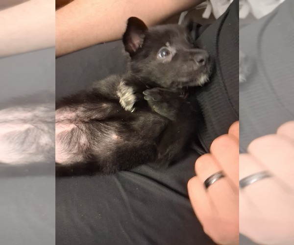 Medium Photo #10 German Shepherd Dog Puppy For Sale in MIDDLETOWN, CT, USA