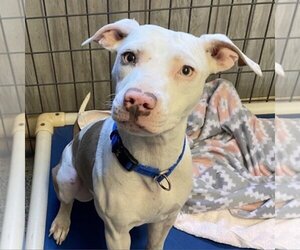 American Pit Bull Terrier-Unknown Mix Dogs for adoption in Kanab, UT, USA