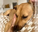 Small #3 Rhodesian Ridgeback Mix