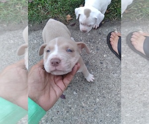 American Pit Bull Terrier Puppy for sale in BELMONT, MI, USA