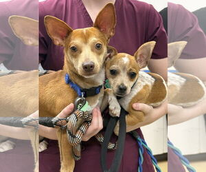 Chihuahua Dogs for adoption in Royal Palm Beach, FL, USA